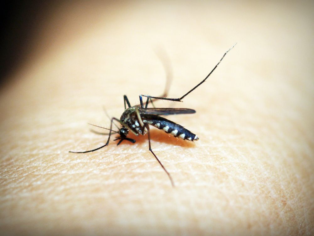 Mosquito Aedes picando la piel de una persona
