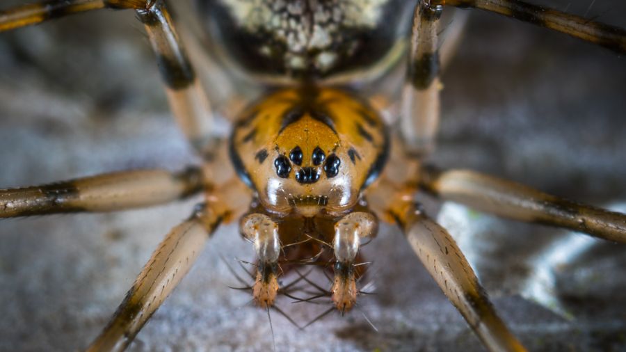 Araña café en primer plano