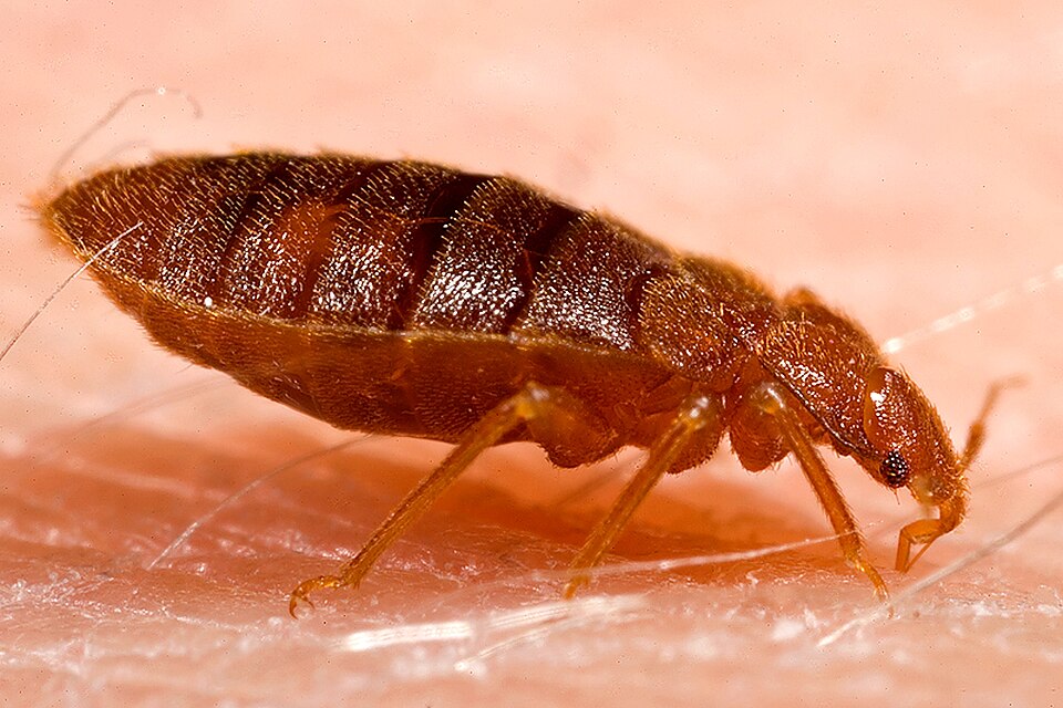 Chinche de cama (Cimex lectularius) en primer plano