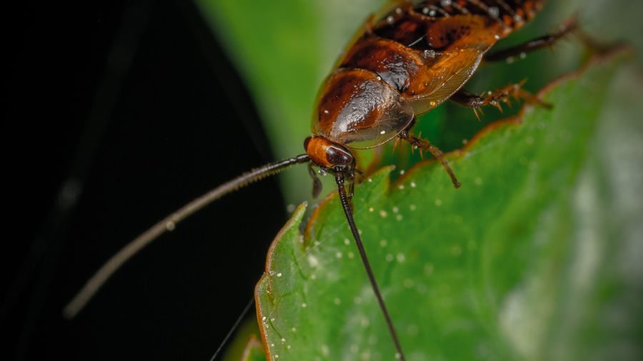 Cucaracha en primer plano