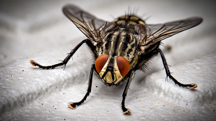 Mosca doméstica en primer plano